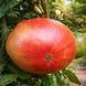JERRY'S GERMAN GIANT TOMATO