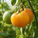 LILLIAN'S YELLOW HEIRLOOM TOMATO