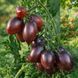 MOCHA PLUM DWARF TOMATO