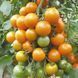 КИШ-МИШ ПОМАРАНЧЕВИЙ (ORANGE KISH-MISH) T23-20 фото 2
