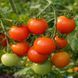 ORANGE KISH-MISH TOMATO