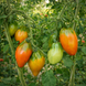 PRUNE IBIRAPUERA TOMATO