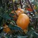 STRIPED PINEAPPLE TOMATO