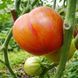 SUNRISE JAZZ TOMATO
