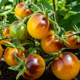 AMETHYST CREAM CHERRY TOMATO