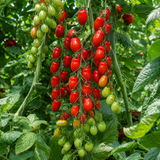 MINI MARZANO TOMATO