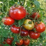 SIBERIAN PANTHER TOMATO