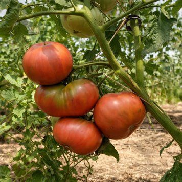 AUNT GINNY'S PURPLE TOMATO