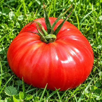 GIANT MONSTER TOMATO