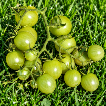 CHERRY DE A&Ntilde;O NUEVO (NEW YEAR CHERRY)