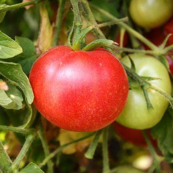 RED PEACH TOMATO