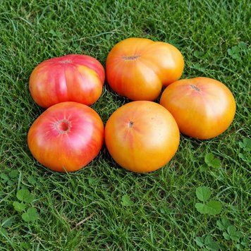 ROSELLA TOMATO