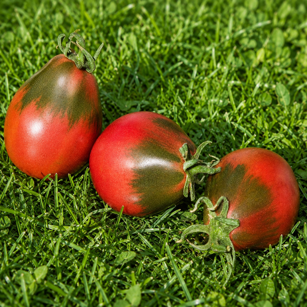 WINE JUG TOMATO