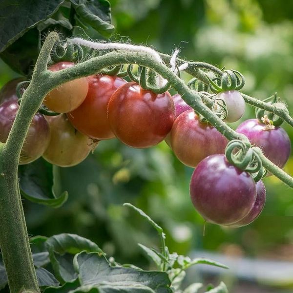 BLUE PITTS TOMATO