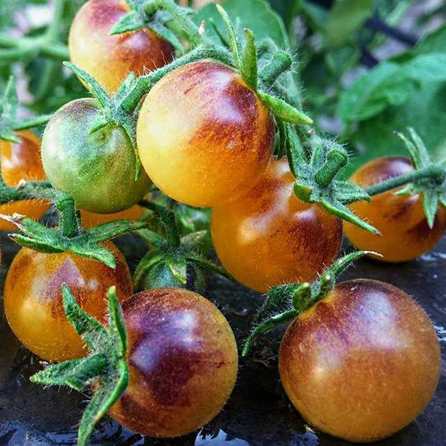Amethyst Cream Cherry Tomato Seeds - Grown in Nova Scotia Canada