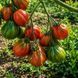 KING TRUFFLE TOMATO