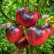 SGT PEPPER'S BLUE HILLS TOMATO