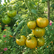 GREEN COPIA TOMATO