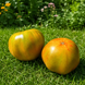 COPIA VERDE TOMATO