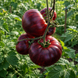 BLUEBERRY DESSERT TOMATO