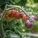 BLUE PITTS TOMATO