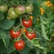 BLUE PITTS TOMATO