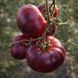 BLUEBERRY DESSERT TOMATO