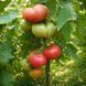 EL-AMAR TOMATO
