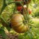 GREEN COPIA TOMATO