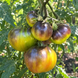 JADE WHIRLPOOL TOMATO