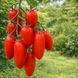 LIMBAUGH TOMATO
