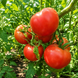 ROSE APPLES TOMATO