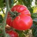 TIFFEN MENNONITE TOMATO