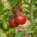 WINE JUG TOMATO