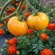 YELLOW GIANT BELGIUM TOMATO
