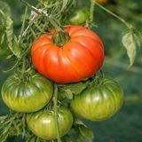646 TOMATO