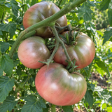 DWARF BLUE'S BLING TOMATO