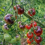 BLUE SUEDE SHOES TOMATO