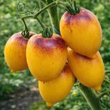 SGT PEPPERS BICOLOR TOMATO