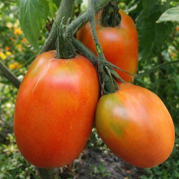 KAZAKH PLUM TOMATO