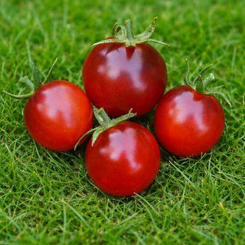 BING CHERRY TOMATO