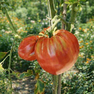 JOE&rsquo;S PINK OXHEART TOMATO