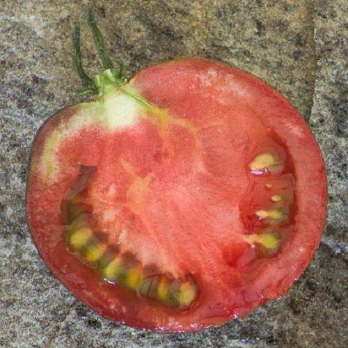 ECLIPSE C&Oacute;SMICO