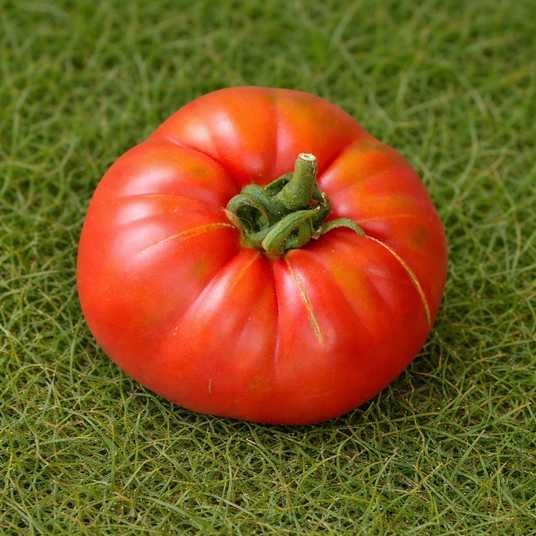 TOMATO 646 - is a pink flattened tomato