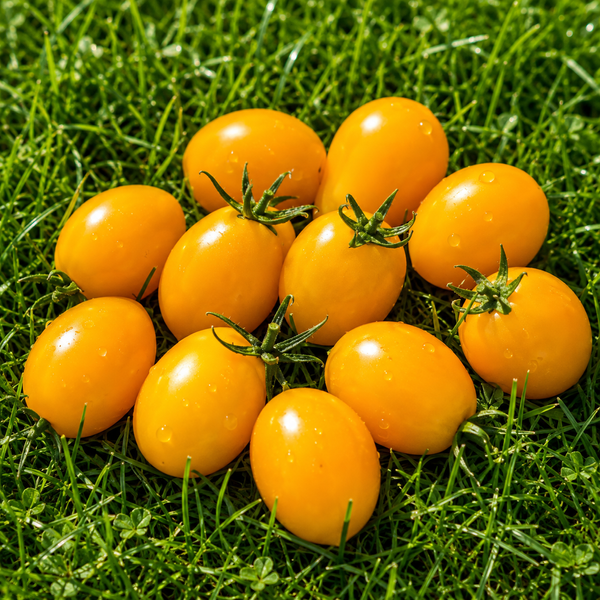 SUMMER SUN POMIDOR