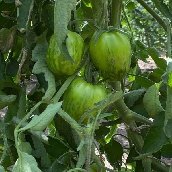 MARCHENELF TOMATO