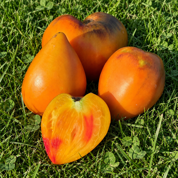 SERGENT PEPPER BICOLORE
