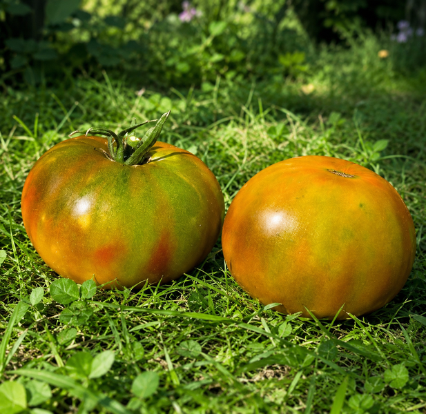 LOVE POTION TOMATO