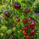 BLUE SUEDE SHOES TOMATO
