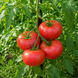 RICHARDSON TOMATO